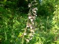 Epipactis palustris